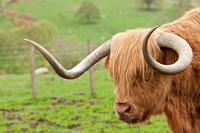 Highland moo cow